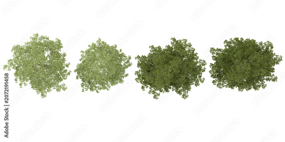 Fototapeta premium 3D rendering of Birch,Ash plants isolated on white background from the top view