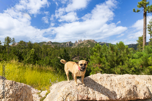 Tableau sur toile Dog on a rock in the Black Hills of South Dakota