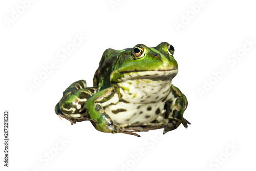 green tree frog watercolor illustration isolated on white background tropical rainforest amphibian art, wildlife animal