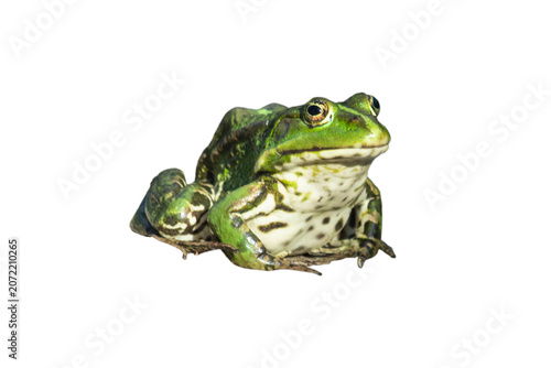 green tree frog watercolor illustration isolated on white background tropical rainforest amphibian art, wildlife animal