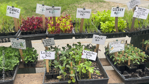 Seedling Variety at Farmstand