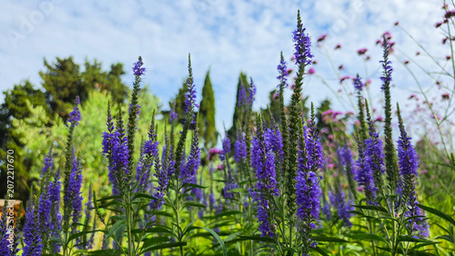 Purple Veronica Flowers Blooming in a Sunny Garden Landscape