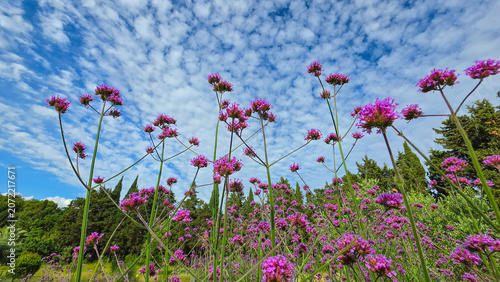Field of Vibrant Purple Flowers Under a Blue Sky with Clouds