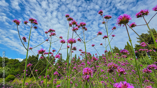 Purple Verbena Flowers in Bloom Under Blue Sky with Clouds