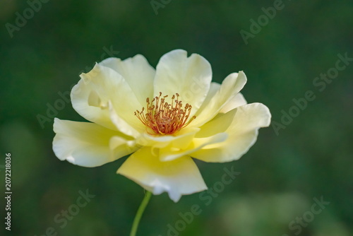 The splendor and vibrant colors of the yellow rose