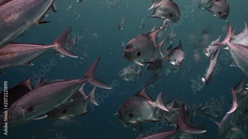 Title: Massive Schools of Greater Amberjack and Spadefish Swimming Together Underwater