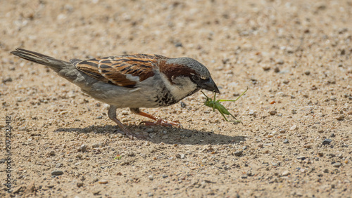 Fotografi House sparrow with a caught grasshopper