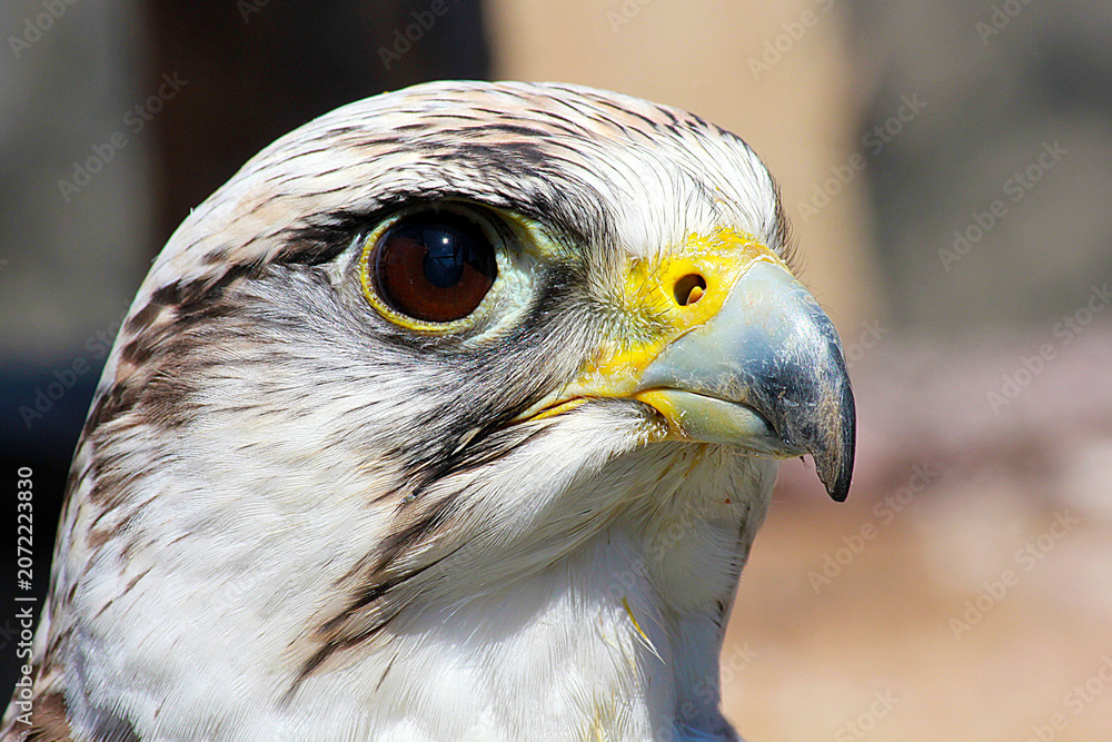 Obraz premium bird of prey