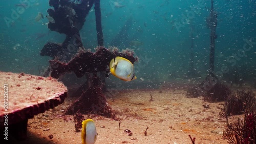 Butterfly Fish Swimming Casually Above Artificial Reef Shipwreck Underwater