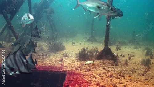 Small Baitfish Evading Large Predator Fish Charging Above Sunken Shipwreck