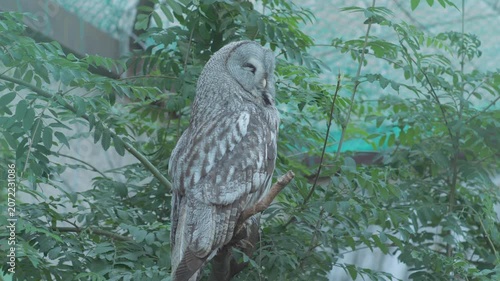 Great grey owl sleeps from behind on a dry tree branch in the zoo. Large grey owl dozes with closed eyes against the background of green leaves.