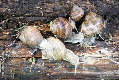 Group of shelled snails in nature