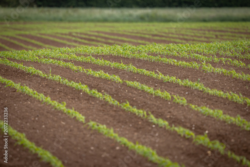 Rows of corn growing in rural Sussex, with selective focus