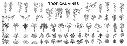 Fotografia Climbing tropical vines outline collection with botanical leaves, jungle creeper