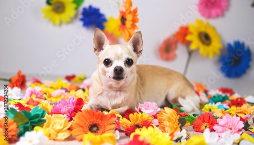 Adorable Fawn Chihuahua Puppy Sitting on a Rug Surrounded by Colorful Flowers