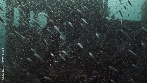 Massive School of Minnow Baitfish Swimming in Deep Blue Ocean Water