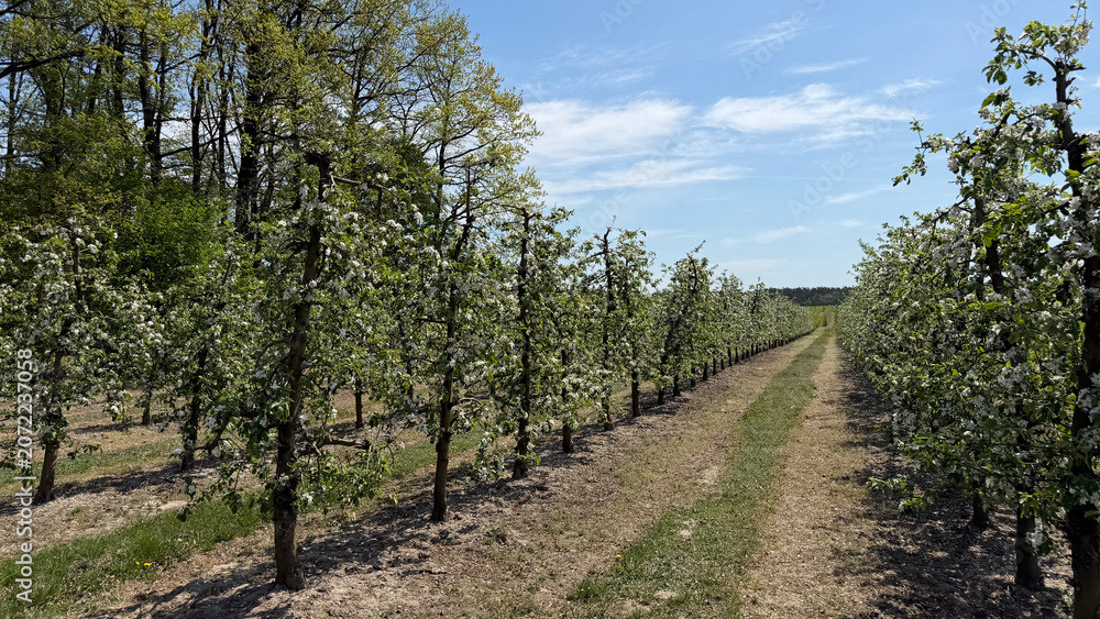 Naklejka premium Rows of blooming apple trees with white blossoms in orchard during spring season in Mazovia region, Poland, Europe