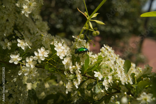 Fotografi Cetonia aurata,rose chafer, green beetle seats on white flowers,Italy 2026