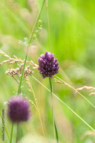 Blooming wild leek flower Allium ampeloprasum in a sunny summer meadow, close-up selective focus