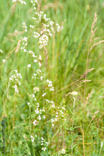 White bedstraw Galium album blooming in a lush green summer meadow, close-up shot