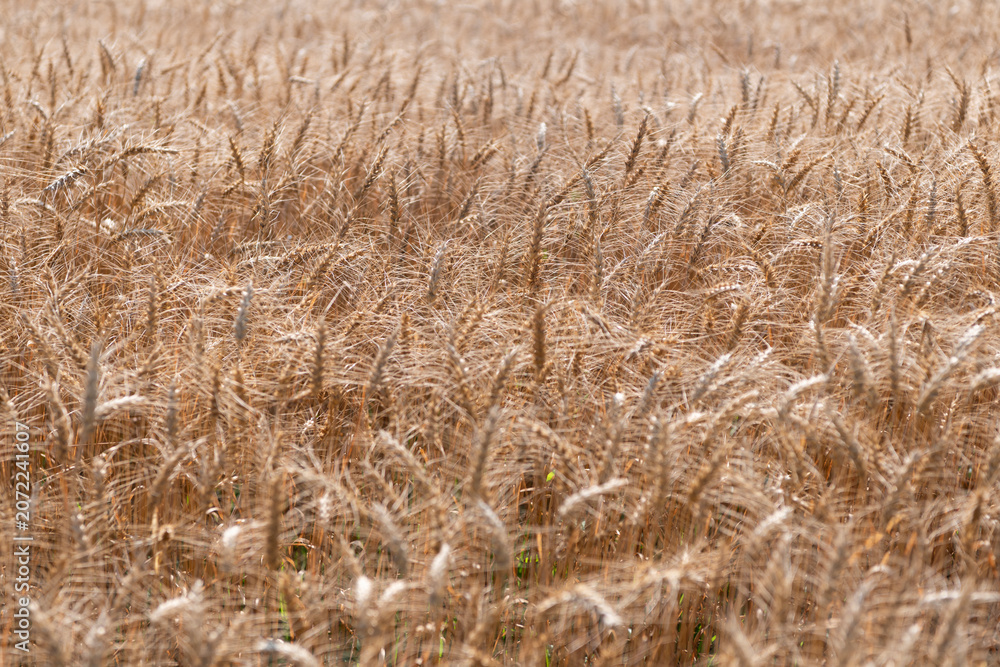 Obraz premium Ripe wheat harvest. Agriculture and farming. Barley ear spikelet. Farming crop field. Wheat flied at rural countryside. Agricultural landscape. Crop countryside field. Agrobusiness