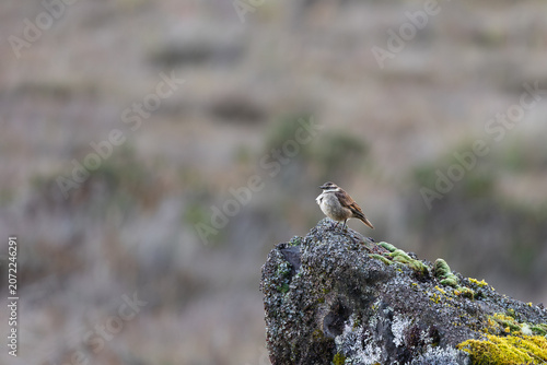 Photography Chestnut-winged Cinclodes perched on rock in páramo habitat, Cayambe-Coca Nation