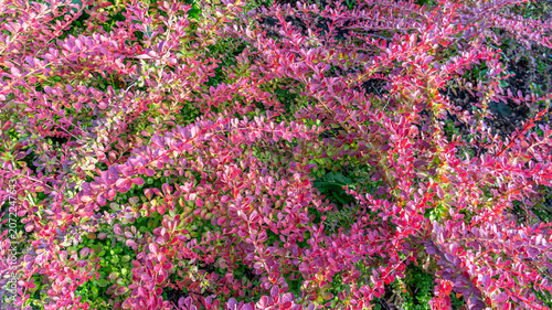 Colorful pink barberry leaves in sunlight