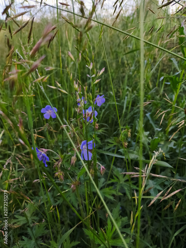 Field purple bright flowers on the rural meadow among bright green summer grass	

