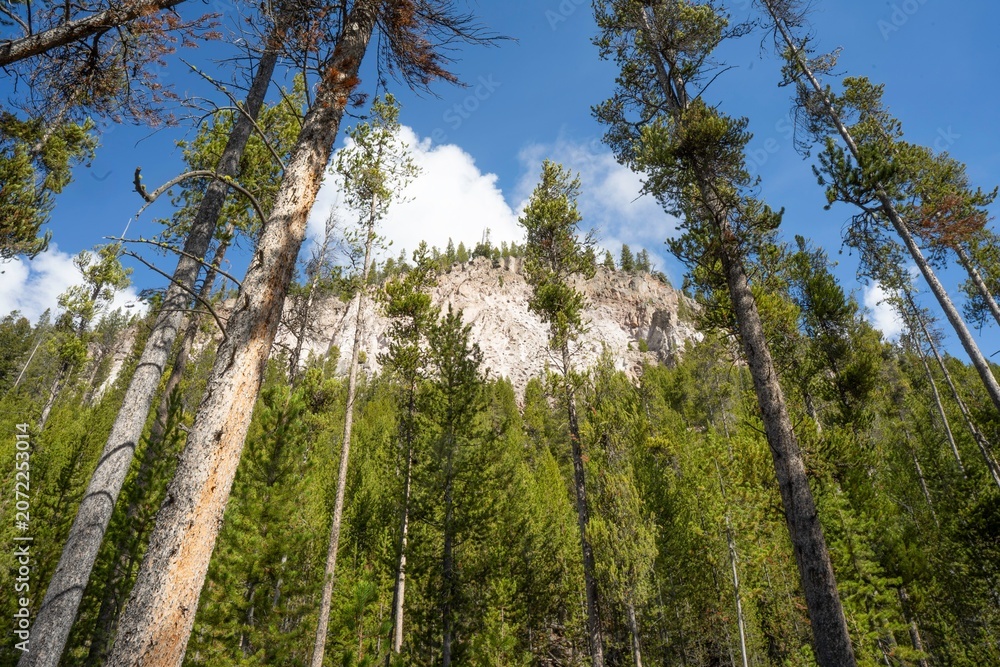 Fototapeta premium Tall pine trees in the forest
