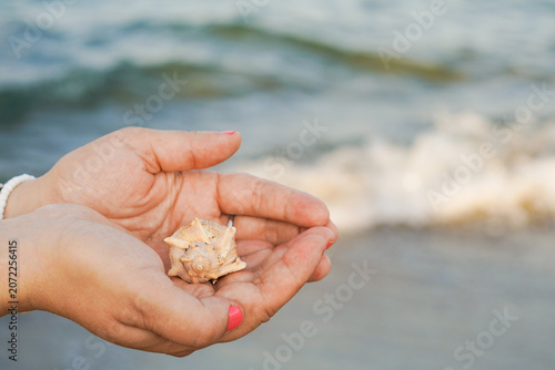 mani di donna che tengono una conchiglia al mare in italia