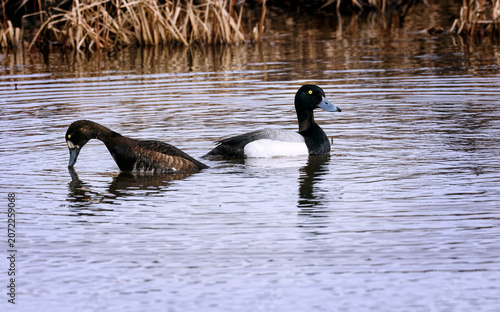 Arctic Loons and Ducks