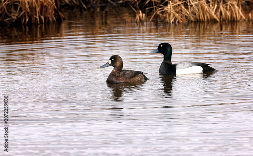 Arctic Loons and Ducks