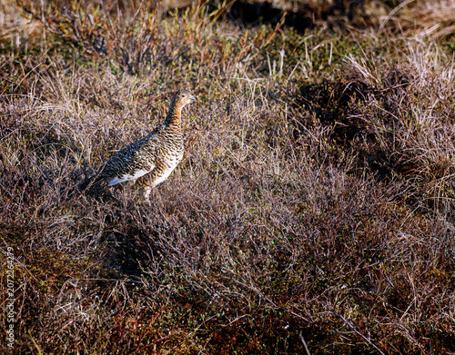 Ptarmigan, Arctic Bird