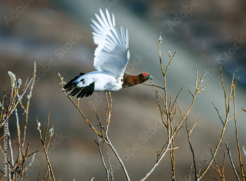 Tablou pe pânză Ptarmigan, Arctic Bird