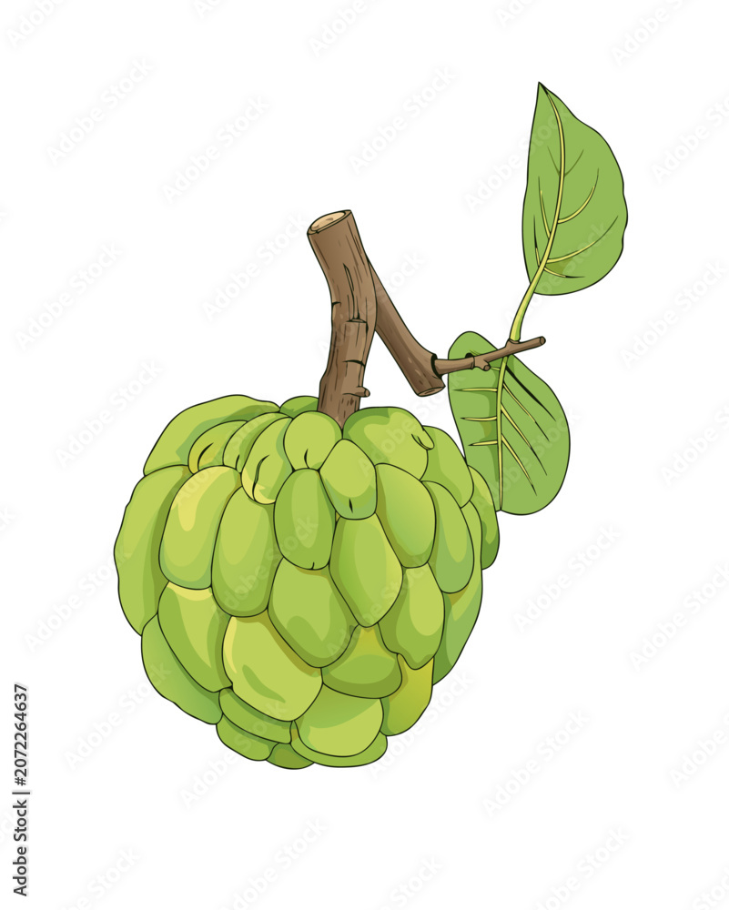 Fototapeta premium green custard apple, fresh fruits