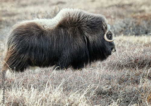 Musk Ox in Alaska