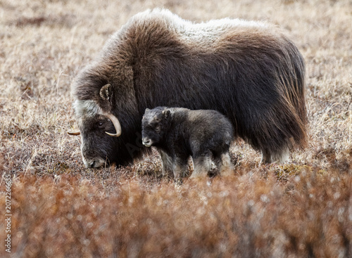 Musk Ox in Alaska