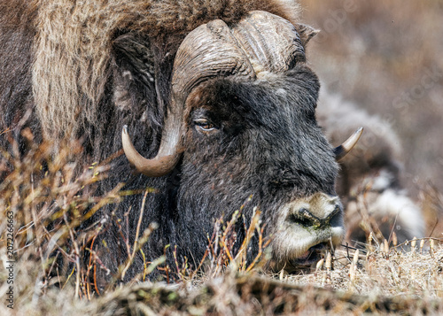 Musk Ox in Alaska
