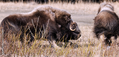 Musk Ox in Alaska