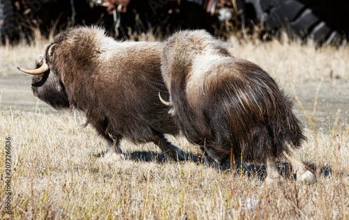 Musk Ox in Alaska