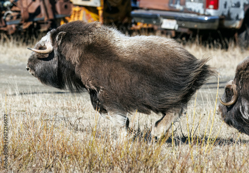 Musk Ox in Alaska