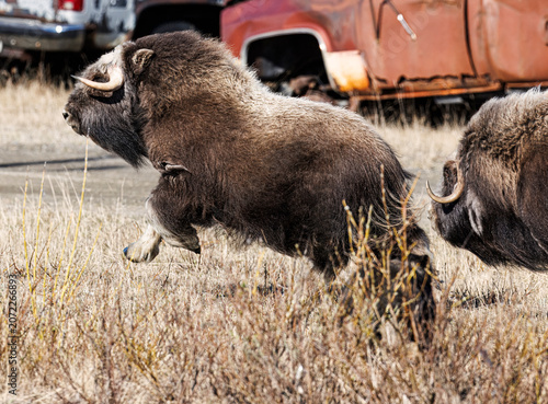 Musk Ox in Alaska