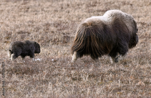 Musk Ox in Alaska