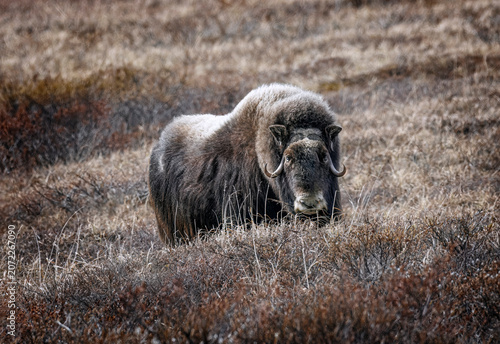 Musk Ox in Alaska