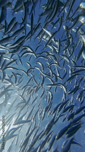 Underwater view of shoal sardine fish in sea