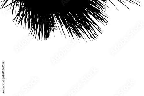 Black palm leaves silhouette providing a tropical frame, isolated on a clean transparent background