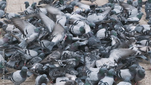 Crowd of pigeons on city square