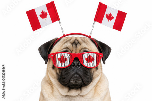 Cute pug dog wearing Canadian Flag sunglasses and flag headband for Canada Day