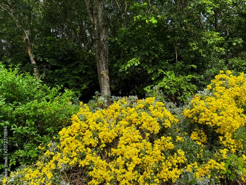 Yellow wildflowers bloom vibrantly in front of dense green forest foliage, creating a striking contrast. The scene exudes a sense of peace and natural beauty in, Horton Bank, Bradford, UK