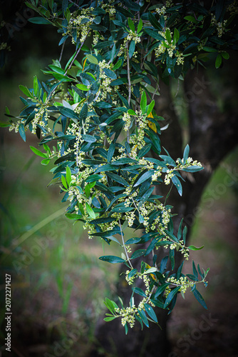 Canvastavla Olivo in fiore